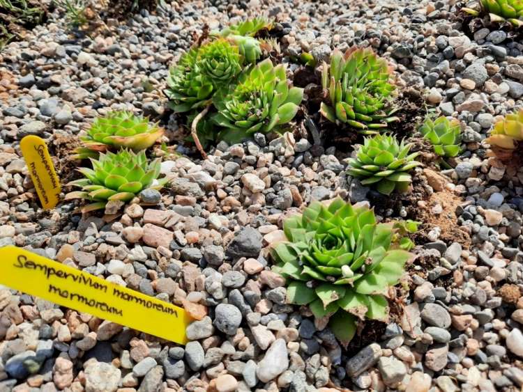 Πάρκο Καρδίας στο Δήμο Θέρμης τοποθέτηση 1000 νέων φυτών από 70 είδη