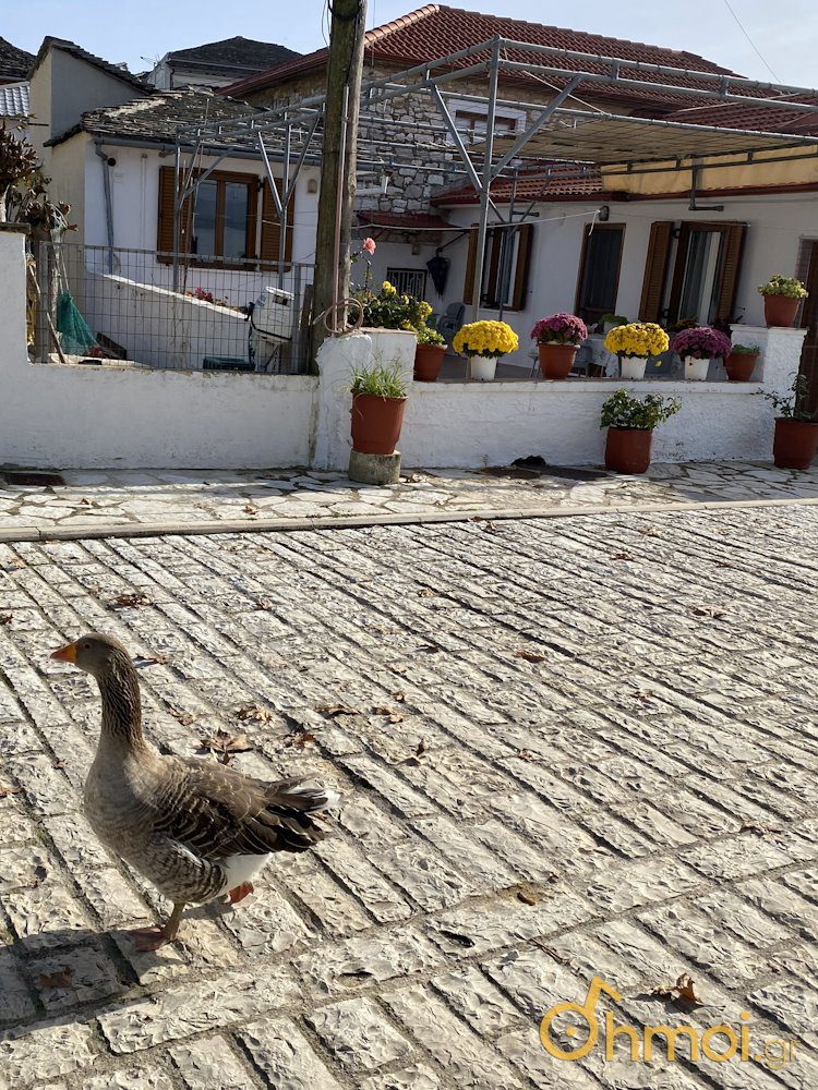 Ξενάγηση από μία χήνα στο λιμανάκι της Νήσου Ιωαννίνων - Αφιέρωμα στα Ιωάννινα από το ΔΗΜΟΙ GR