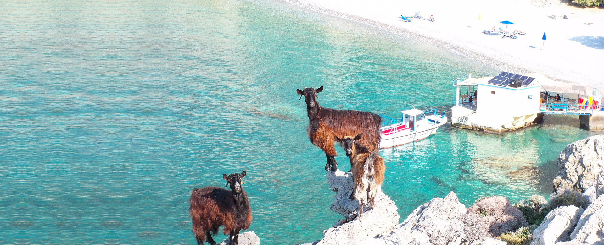 Loutro Express – Sfakia Express – Δελφίνι
