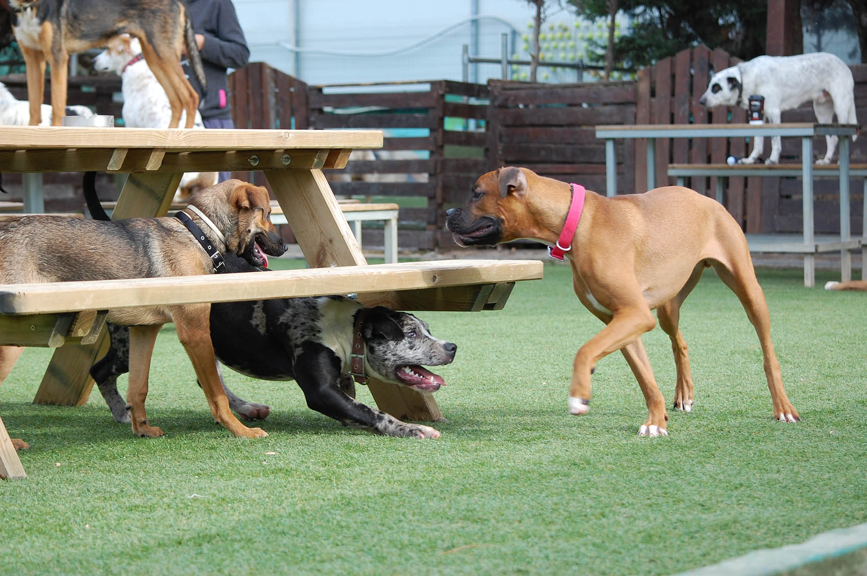 Puppies Park Dogs Cafe – Μυλωνάς Στέφανος Μ.